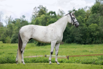 Obraz na płótnie Canvas beautiful white horse standing on a field