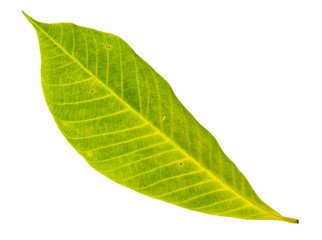 Yellow leaf closeup with isolated background