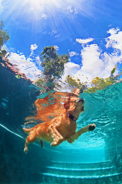 Underwater funny photo of golden labrador retriever puppy in swimming pool play with fun - jumping, diving deep down. Actions, training games with family pets and popular dog breeds on summer vacation