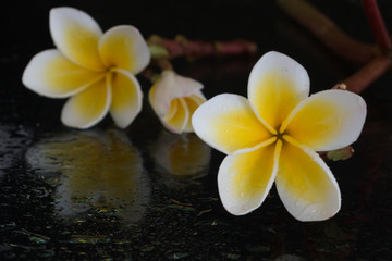 Fototapeta na wymiar Plumeria tropical flowers