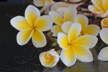 Plumeria tropical flowers