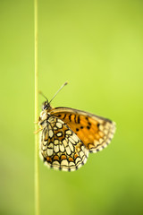 The heath fritillary (Melitaea athalia)