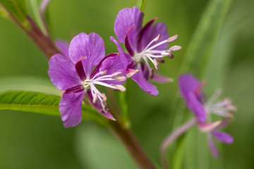 Fireweed (Chamerion angustifolium)