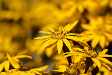 Summer ragwort, leopardplant (Ligularia dentata)