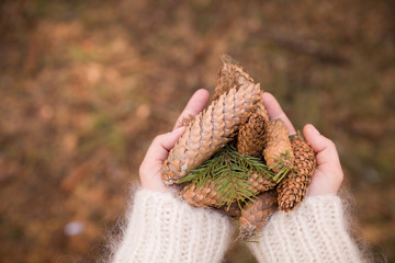 Top view on woman's hands full of pine cones. Christmas, holidays and winter concept