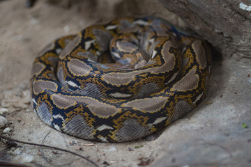 Reticulated python sleeping