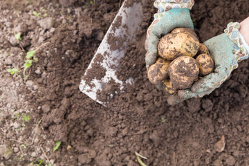 Closeup of woman's hands with vegetables. Digging potatoes with shovel on the field from soil. Havest in autumn