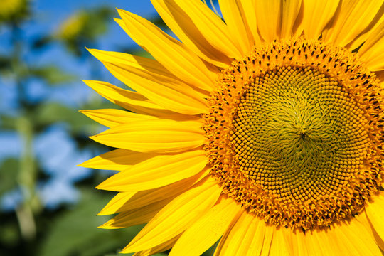 Sunflower at blue sky background