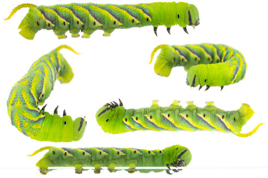 Closeup of green Caterpillar of death's head hawkmoth in different positions, isolated on white background