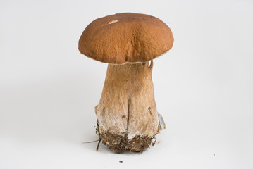 The mushroom (Boletus edulis) and a stone on white background.