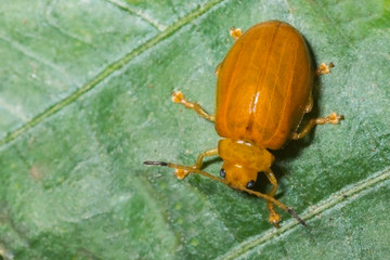 Leaf Beetle on a green leaf : Family Chrysomelidae, subfamily Galerucinae