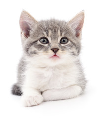 Kitten on white background.