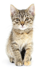 Kitten on white background.