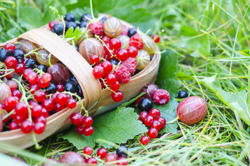 Wicker basket with ripe berries on a background of green grass