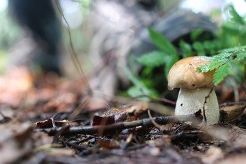 boletus mushroom drop of water