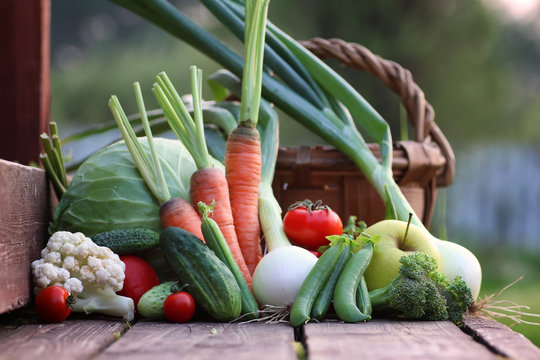 fresh vegetable harvest nature outdoor