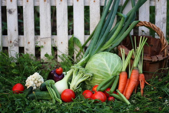 vegetables in basket harvest