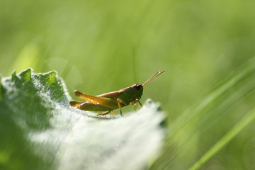 little grasshopper on grass