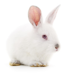 White bunny rabbit.