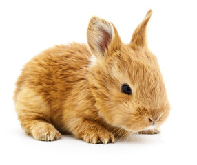 Brown bunny rabbit.