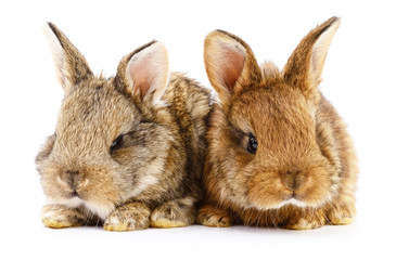 Two bunny rabbits.