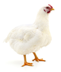 white hen isolated.