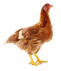 Brown hen isolated.