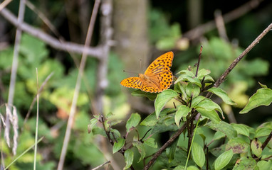 Dark Green Fritillary butterfly on leave on Damil hill above Tetin village in Cesky kras in Central...