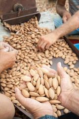 Farmer at work holding a little heap of almond nuts after the dehusking process, Noto, Sicily
