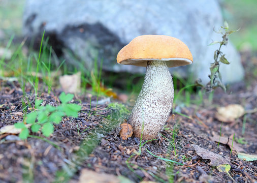mushroom orange-cap