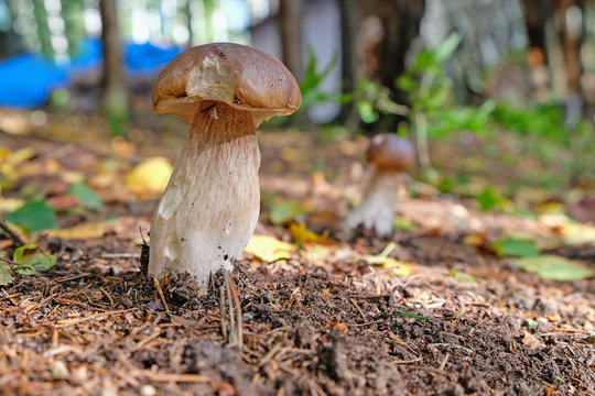 natural white mushroom in a Sunny forest.