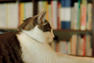 本棚の前のネコ
