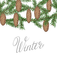 Seamless border with fir branches and cones. Detailed vintage illustration