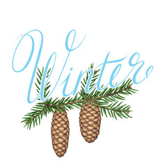 Background with fir branches and cones. Detailed vintage illustration