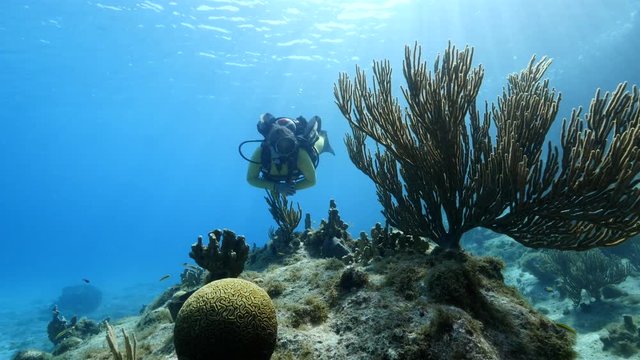 Unterwasser - Riff - Koralle - Schwamm - Taucher - Tauchen - Curacao - Karibik