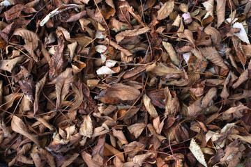 ナナカマドの落ち葉