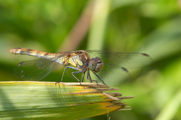 A Common Darter dragonfly resting on  a plant leaf.