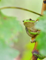 Australian Green Tree Frog sitting on a vine with green leaf background