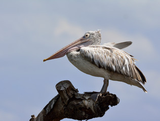 The spot-billed pelican or grey pelican (Pelecanus philippensis)