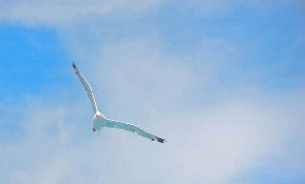 Shy Albatross flying with blue sky.