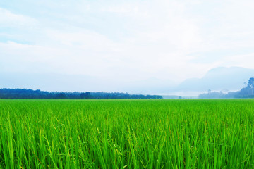 Fototapeta premium green of rice field with blue sky background