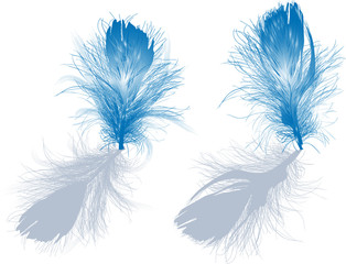 Obraz premium two light blue feathers with grey shadows