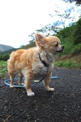 チワワ　お散歩中です