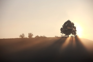 Sonnensrahlen treffen durch einen Baum auf einem Hügel