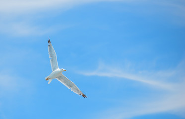 Flying white albatross