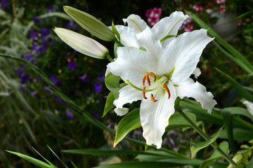 Blumen 703 © K.-U. Häßler