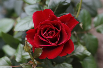 Roses in the garden.