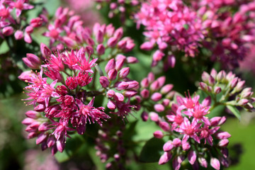 beautiful pink little flowers background