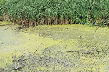 The leaves of weeds and overgrown green ooze swamp