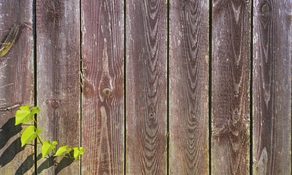 green grass on a background of wood. lawn fence of wood, background rural landscape. Country house.